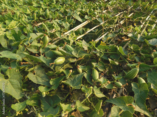 pointed gourd plant, pointed gourd, pointed gourd tree in india,	 photo