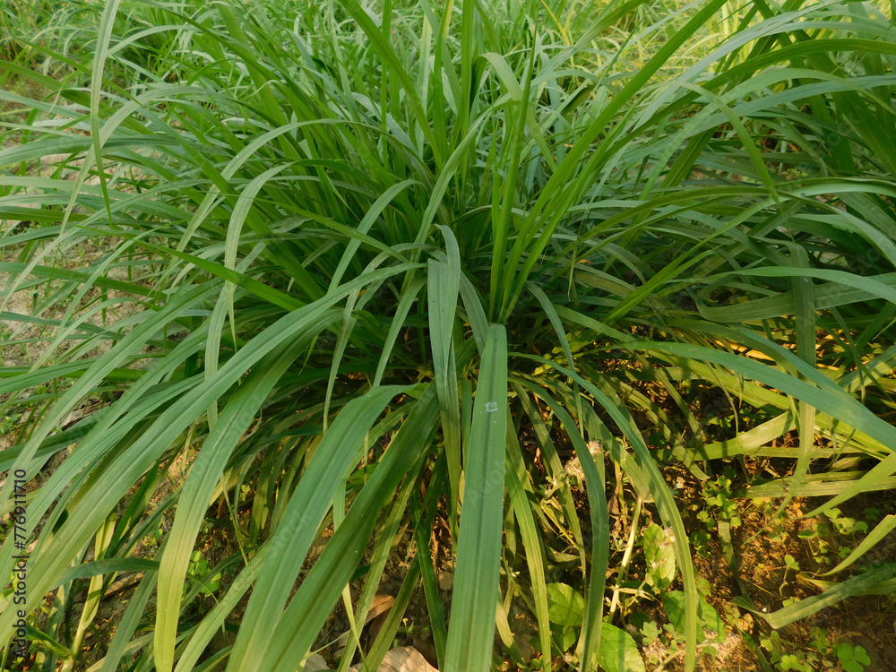 Obraz premium Lemongrass or Lapine or West Indian or Cymbopogon citratus were planted on the ground. It is a shrub, its leaves are long and slender green. It is an herb which was made into food and medicine.