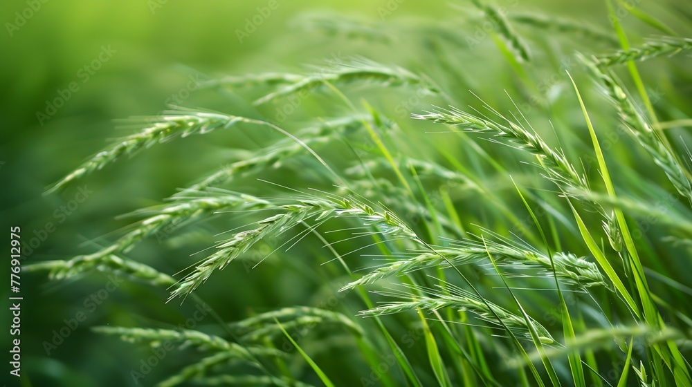 Tranquil tall grass fields: Gracefully shaping a serene landscape AI Image Tranquil tall grass fields: Gracefully shaping a serene landscape AI Image