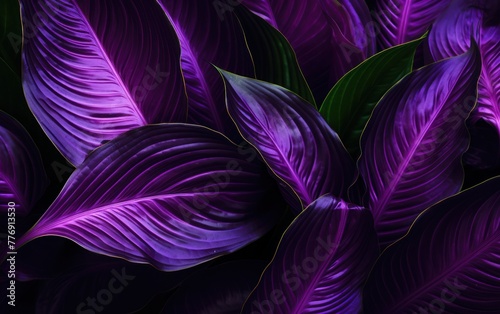 Purple leaf texture with artistic backlighting