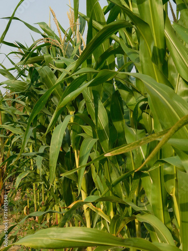fresh corn on stalk in the village garden field.the crop is very nutritious,which popularly processed in the food industry for people and animals.