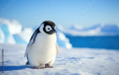 Solo Emperor Penguin chick in snowy terrain