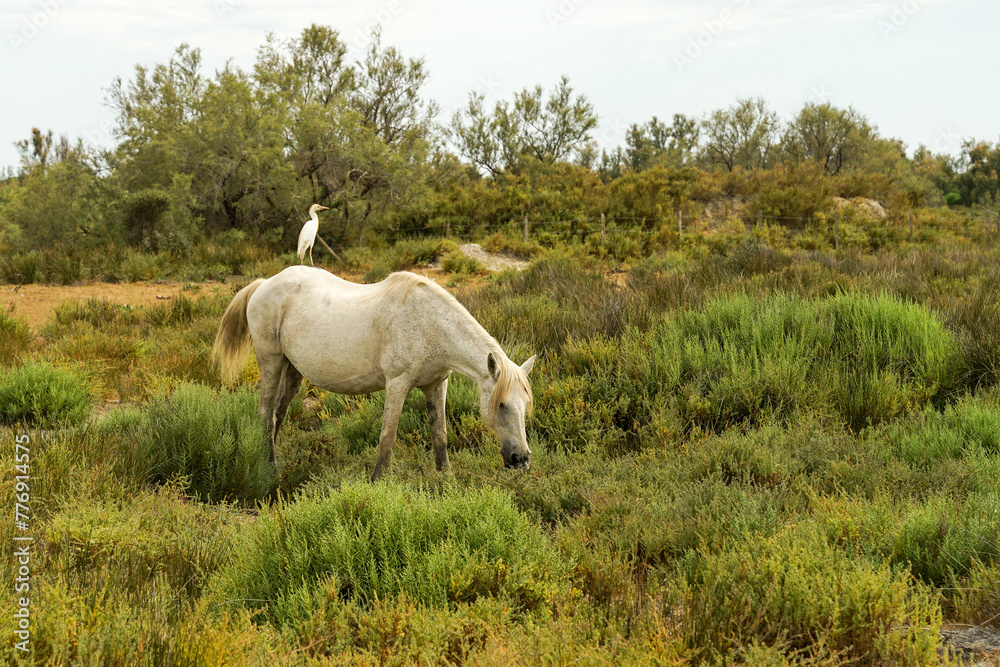 Camargue white horse with bird on its neck, traditional french breed of working horse, Camargue, France