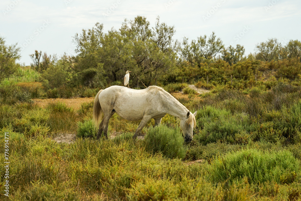 Camargue white horse (Equus ferus caballus) with bird cattle egret on its back , traditional french breed of working horse, Camargue, France