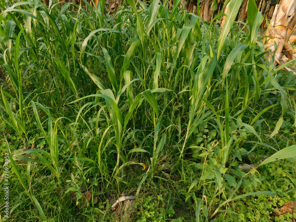 green grass background green grass background