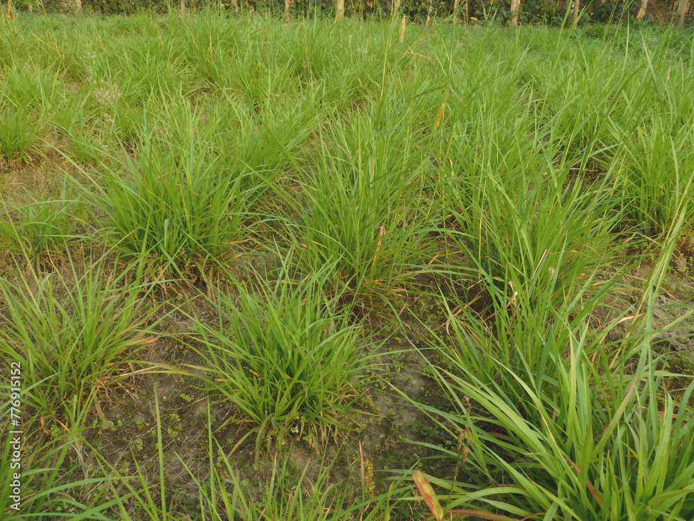 green grass background