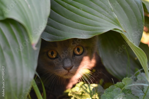 the muzzle of a kitten among the leaves