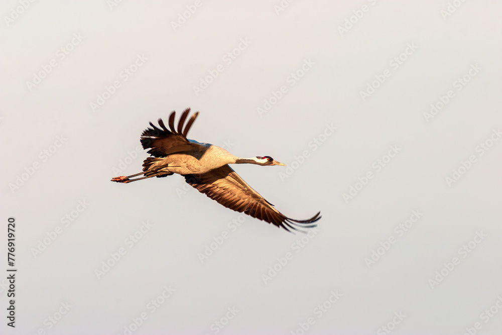 Fototapeta premium Crane flying in the sky at springtime