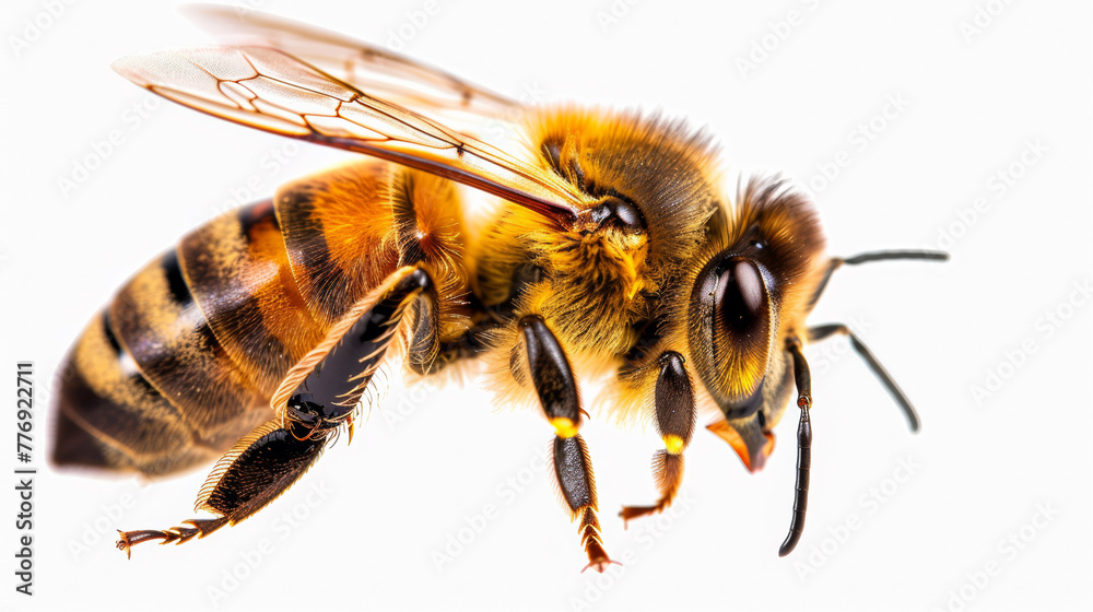 Honey bee walking isolated on white background