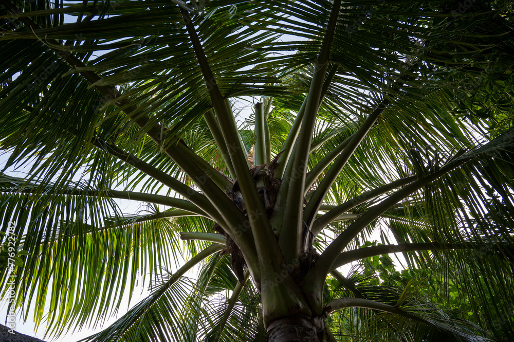 Fototapeta premium Palm trees in a dense green forest.