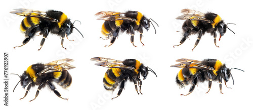 Bumblebees collection isolated on transparent background. © paulmalaianu