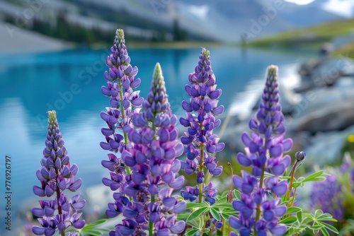 Purple lupine flowers growing beside a blue lake  morning sunlight  mountain is background