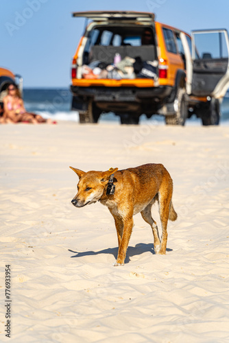 A tagged male dingo wanders around looking for food on K'Gari, Fraser Island, Queensland, Australia.