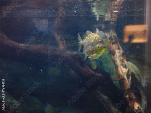 Tropical fish in aquarium, walk in Frankfurt Zoological garden, founded in 1858 and second oldest zoo in Germany photo