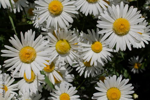 white daisies in the garden on a sunny day close up