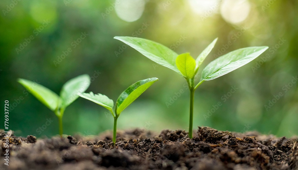 Harvest of Hope: Small Trees Thriving in Sunlight Harvest of Hope: Small Trees Thriving in Sunlight