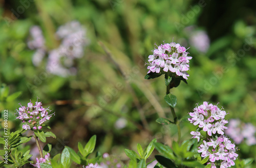 Flowering thyme plant.