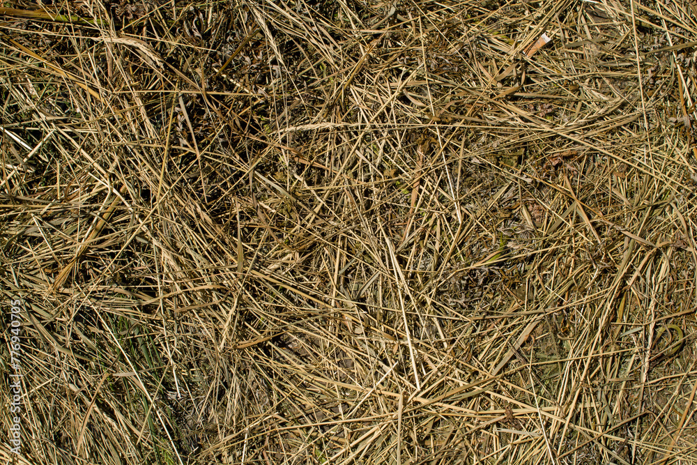 dry grass texture. background of dry grass. dry grass on the ground dry grass texture. background of dry grass. dry grass on the ground