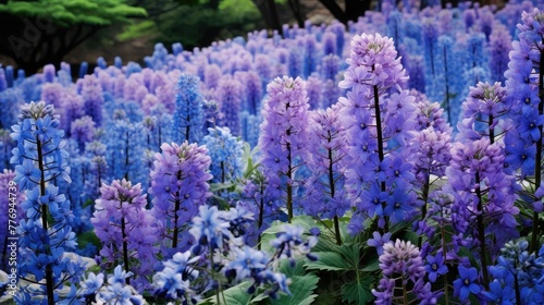 garden blue purple flowers