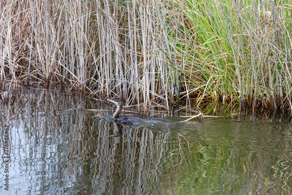 Phalacrocorax carbo. Great Cormorant swimming in a lagoon with cattails. Phalacrocorax carbo. Great Cormorant swimming in a lagoon with cattails.