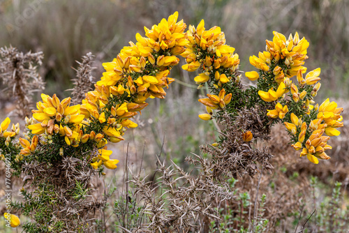 Ulex europaeus. Thorny gorse bush with yellow flowers. photo