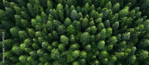 Lush and verdant forest captured from a high angle showing a dense canopy of green trees and foliage © AkuAku
