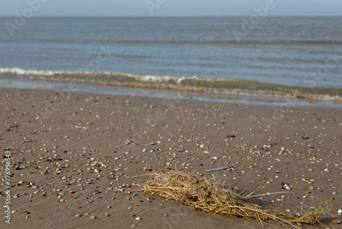 A bunch of marram grass lies on the sand with many seashells near to the water line of the North sea © jokuephotography