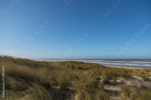 A dune landscape in the sun with marram grass   Ammophila arenaria  in front of the coastline of the Dutch North sea