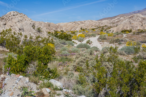 Beautiful blooming wildflowers in badland area in California in the Anza Borrego Desert State Park photo