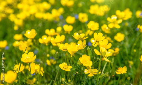 yellow buttercups grow in the meadow in summer 