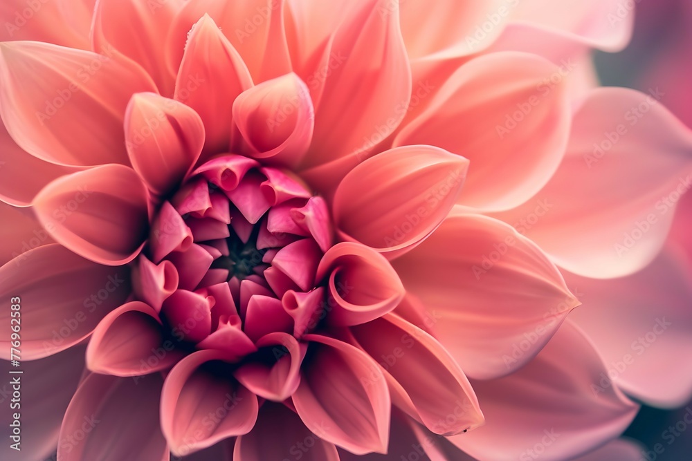 Soft coral petals of a dahlia flower converge gracefully, creating a soothing and harmonious floral display Soft coral petals of a dahlia flower converge gracefully, creating a soothing and harmonious floral display