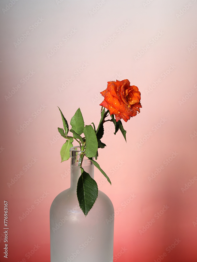 Fototapeta premium rose in a vase