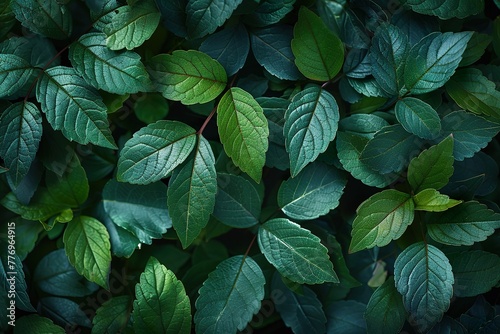 Green Macro leaves background, vintage tone
