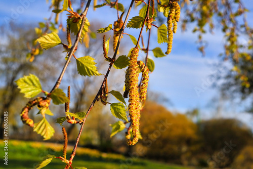 Birch tree (Betula) blossoms or catkins and green leaves in the spring close up against blue sky. Birch pollen allergy is a common seasonal allergy.