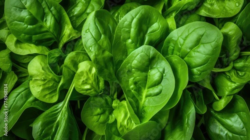 fresh rocket spinach green