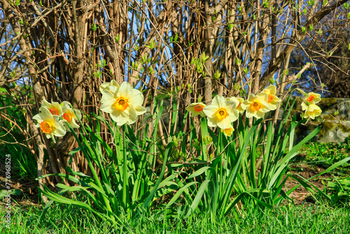 Daffodils, most likely Narcissus x incomparabilis, growing in the garden on a sunny day of spring.