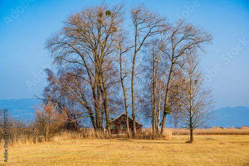 Einsamkeit und Stille im Naturschutzgebiet Rohrspitz; A, Vorarlberg, Bodensee, Rohrspitz, Schilfgebiet im Mündungsbereich des Rheins und Naturschutzgebiet photo