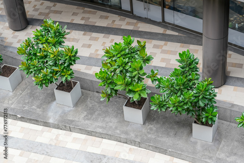 Trees landscaping entrance planters at the entrance to the building aerial top view