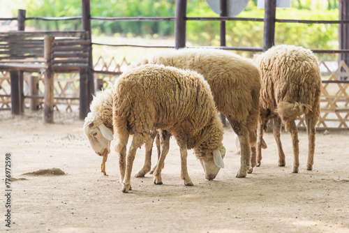 Three sheep are grazing in a dirt field