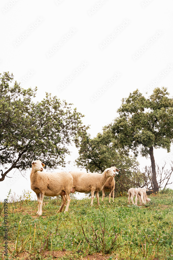 Fototapeta premium Ovejas y borregos, paridera