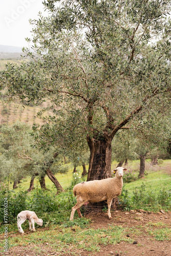 Ovejas y borregos  paridera