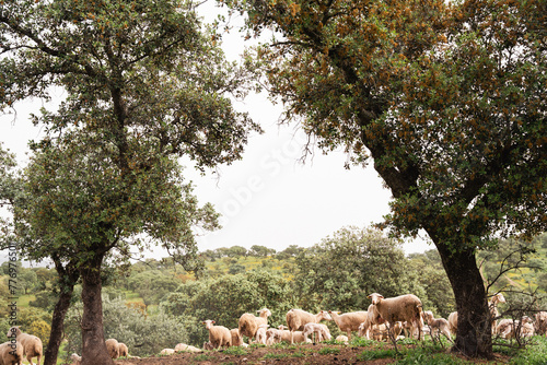 Ovejas y borregos, paridera