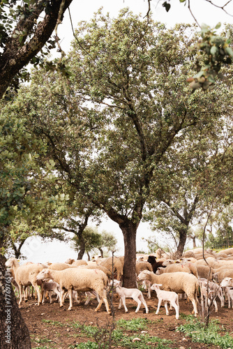 Ovejas y borregos, paridera