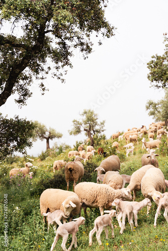 Ovejas y borregos, paridera