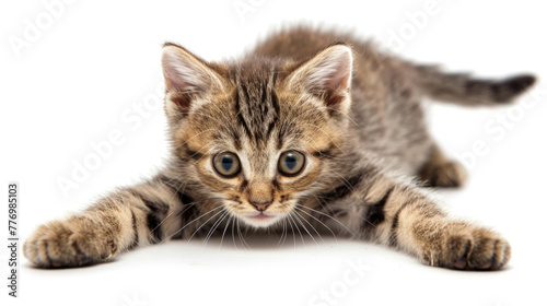 Small kitten is lying on the floor, appearing comfortable and relaxed