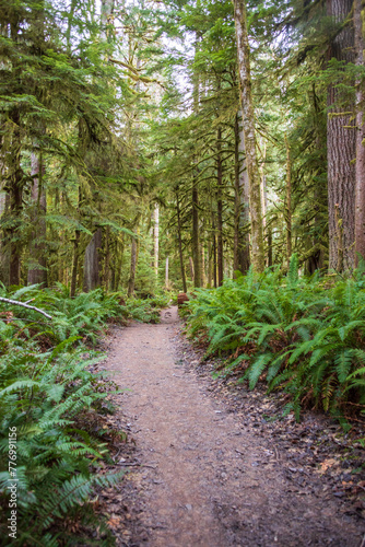 Forest Views at Lake Crescent at Olympic National Park in Clallam County  Washington