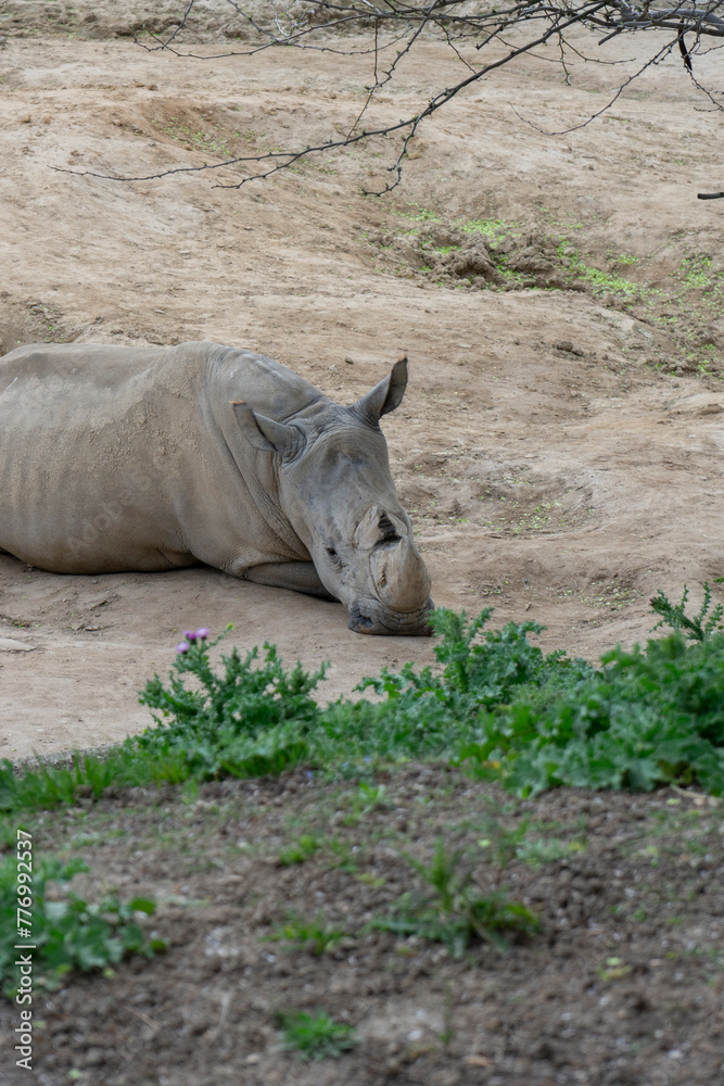 Silent Contemplation: The Rhinoceros in Meditation Silent Contemplation: The Rhinoceros in Meditation