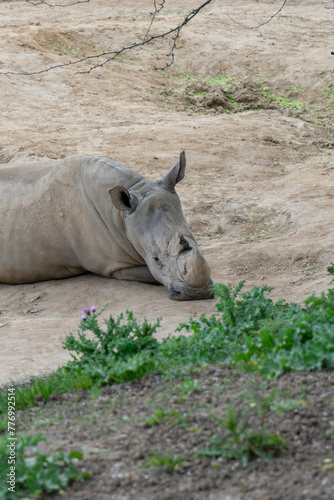 Fury and Beauty: The Rhino in Motion © ismael