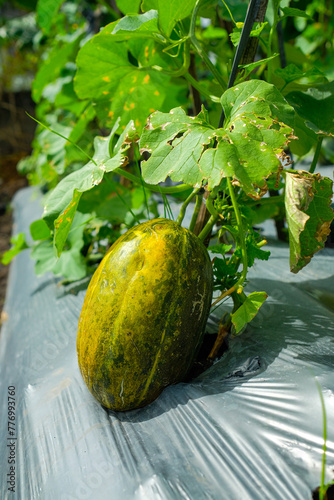 fresh blewah or Cucumis melo var. cantalupensis plants in the garden. yellow, oval photo