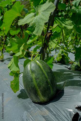 fresh blewah or Cucumis melo var. cantalupensis plants in the garden. green close up photo